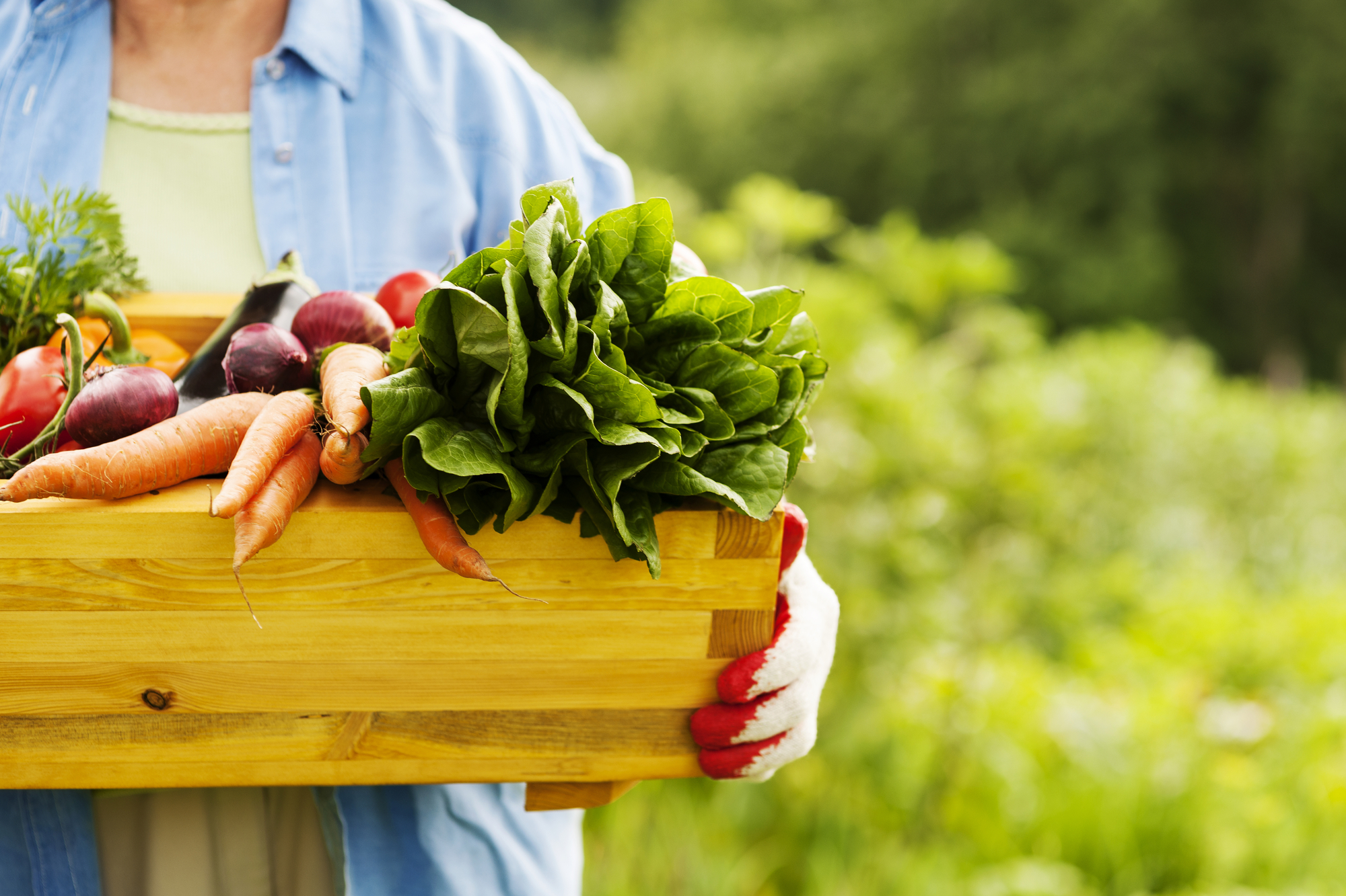 Agrotóxicos nos Legumes e Verduras: O Desafio da Saúde e a Ascensão dos Orgânicos